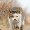 シャーッ猫預かり委員会神奈川支部（保護活動者）