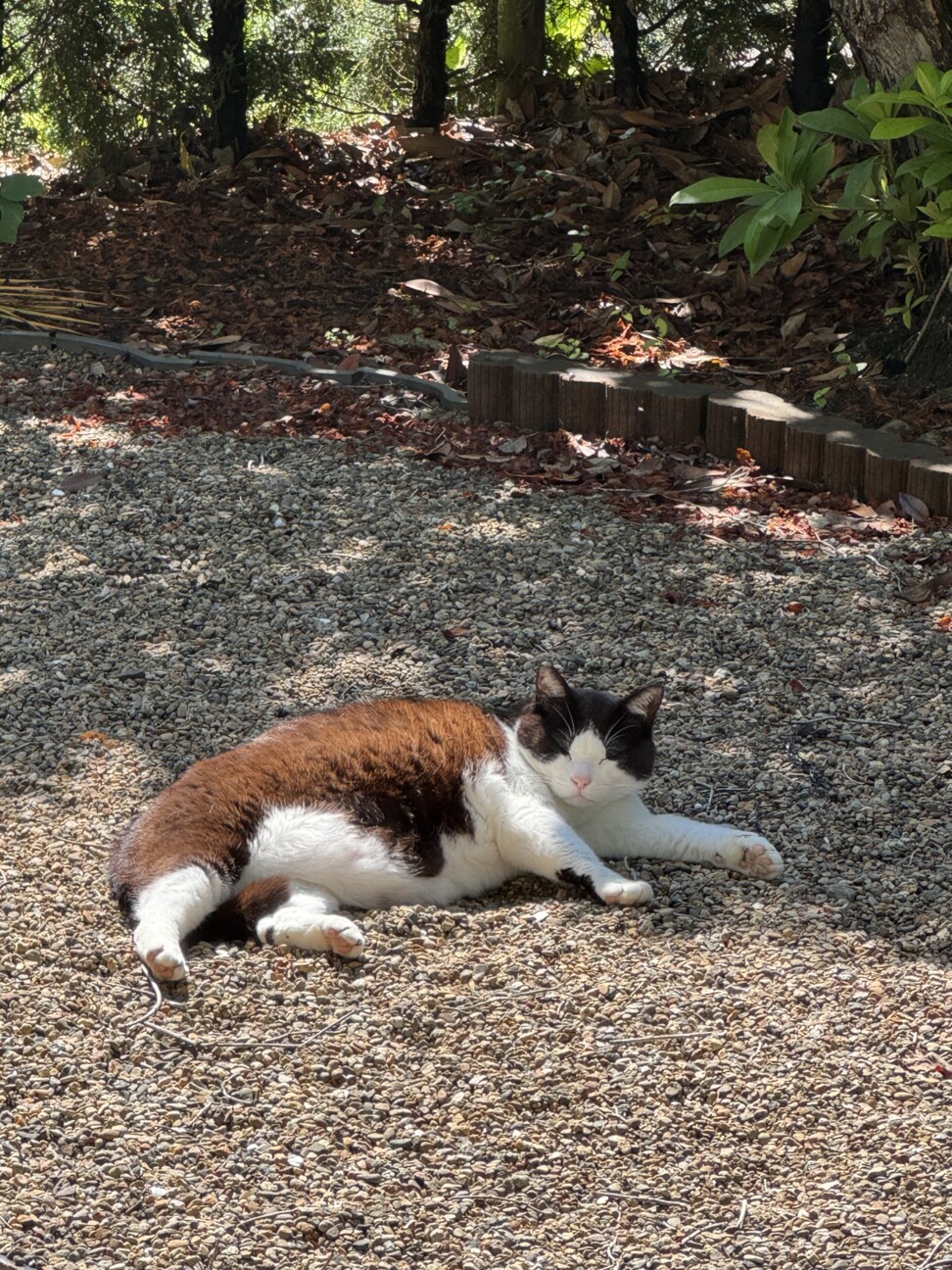 元飼い猫の甘えん坊【りく君】の家族募集 サムネイル3