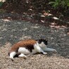 元飼い猫の甘えん坊【りく君】の家族募集 サムネイル3