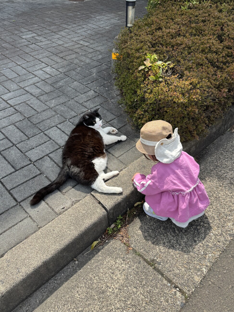 元飼い猫の甘えん坊【りく君】の家族募集 サムネイル4