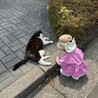 元飼い猫の甘えん坊【りく君】の家族募集 サムネイル4