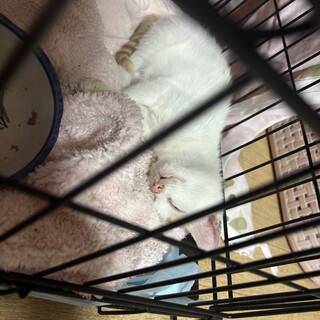 べったべたの甘えん坊、人間ストーカー寺山さん