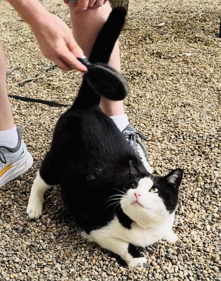 元飼い猫の甘えん坊【りく君】の家族募集 サムネイル5