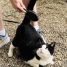 元飼い猫の甘えん坊【りく君】の家族募集 サムネイル5