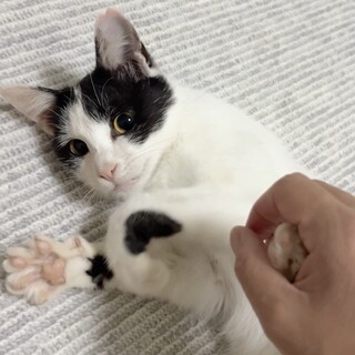 人懐っこい小柄な女の子