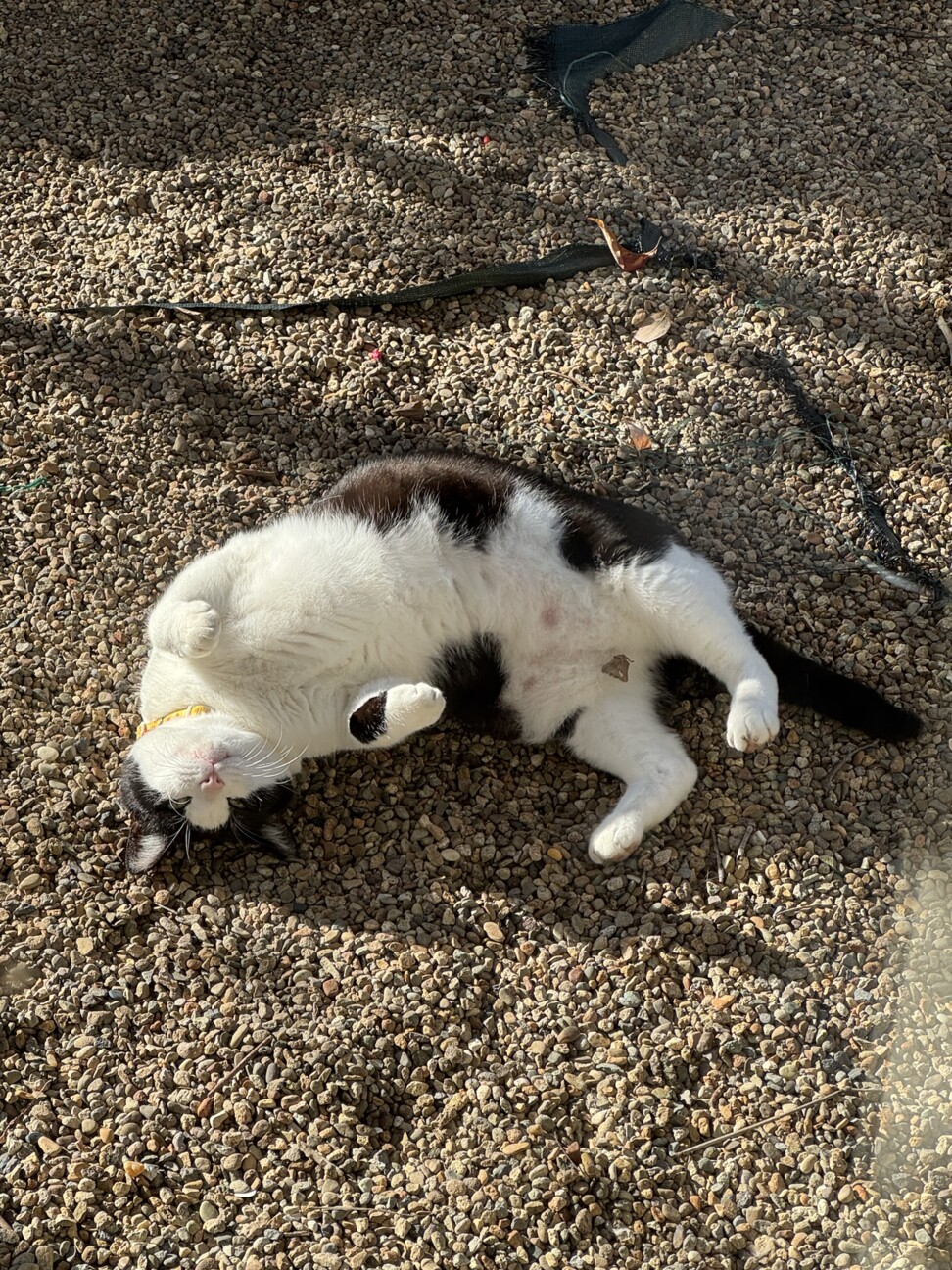 元飼い猫の甘えん坊【りく君】の家族募集 サムネイル6