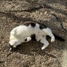元飼い猫の甘えん坊【りく君】の家族募集 サムネイル6