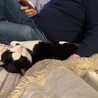 元飼い猫の甘えん坊【りく君】の家族募集 サムネイル7