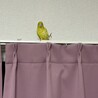 ※足に障がいあり　マメルリハイエロー サムネイル4