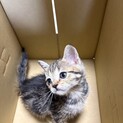 雑種　生後2ヶ月元気いっぱい　オス