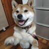ぽんぽこぴ