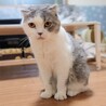 スコティッシュ折れ耳女の子です サムネイル2