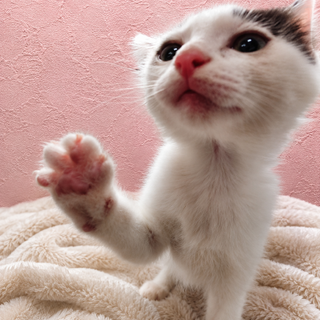 �����ŕ\��L���ȁg�ЂƂ݁h������