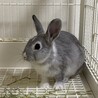 【里親募集】1歳の男の子のうさぎです★ サムネイル1