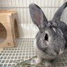 【里親募集】1歳の男の子のうさぎです★ サムネイル2