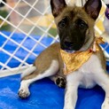 香川県出身野犬の仔犬【たぁ坊】