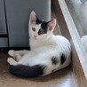 かわいいルナちゃん、甘えん坊