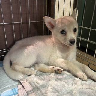 野犬が産んだ子。少しずつ心を開いてます