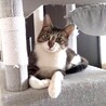 トラバサミ絶脚を乗り越えたよもぎ君