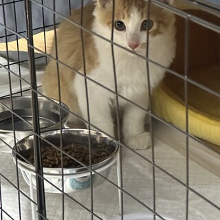 サビ三毛茶白美猫兄弟！