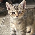里親募集中