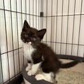黒(白ソックス)子猫