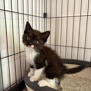 黒(白ソックス)子猫
