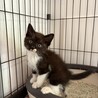黒(白ソックス)子猫 サムネイル1