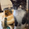 黒(白ソックス)子猫 サムネイル2