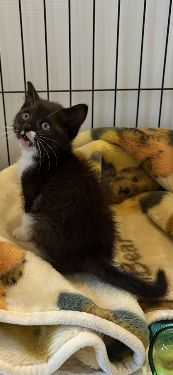 黒(白ソックス)子猫 サムネイル3