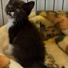黒(白ソックス)子猫 サムネイル3