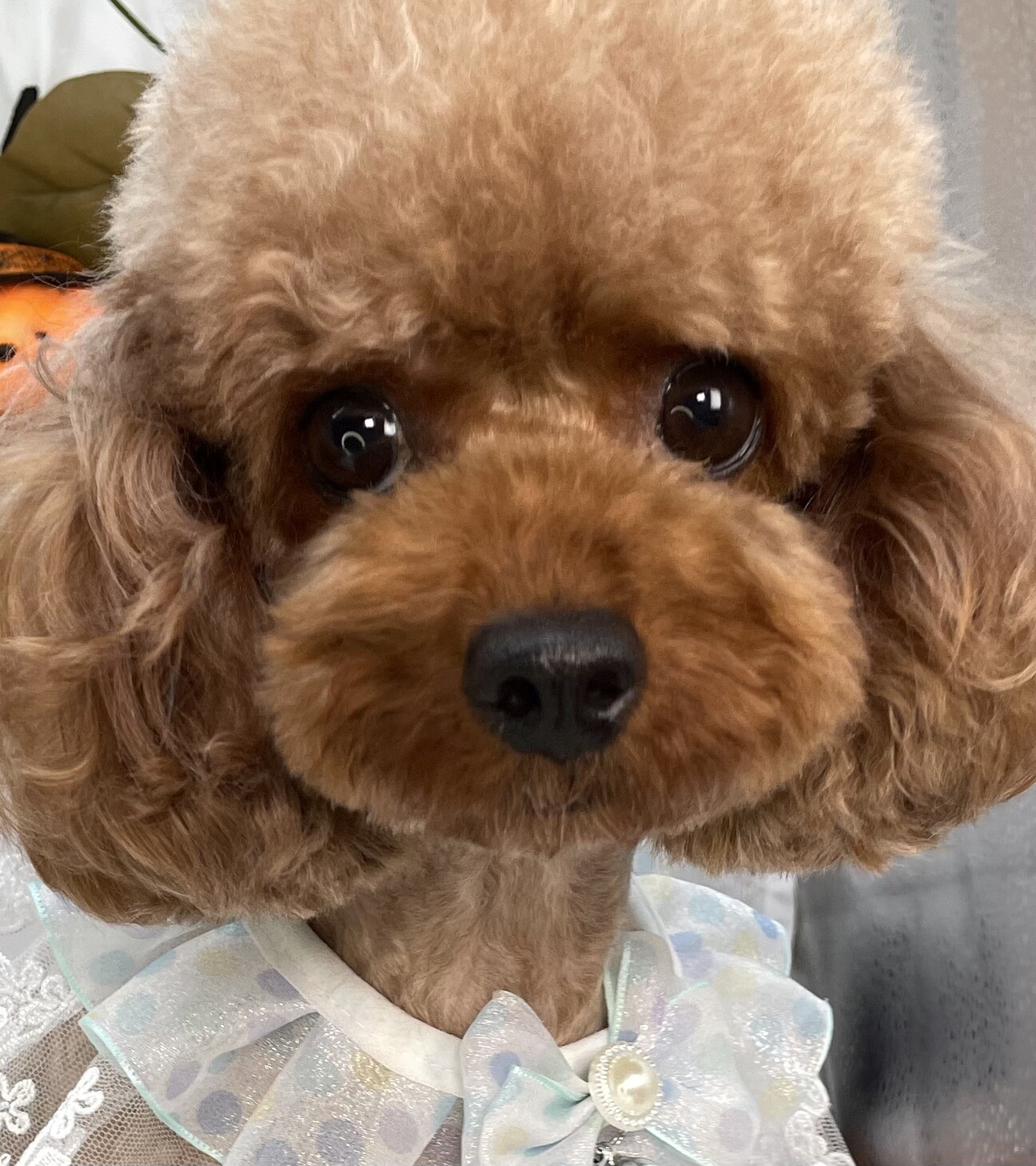人が大好きな3歳女の子」栃木県 - 犬の里親募集(544808) :: ペットの