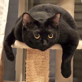 もちもち甘えん坊黒猫「のあ」ちゃん♀