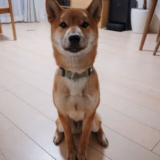 柴犬1歳男の子
