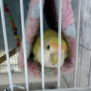 コザクラインコ 