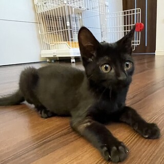 甘えん坊兄妹クロ猫のノアです⭐︎
