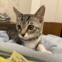 お問合せがあり一旦停止中(グミです⭐︎
