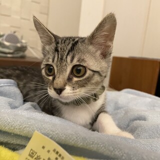 甘えん坊兄妹サバ白のグミです⭐︎