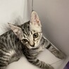 お問合せがあり一旦停止中(ルナです⭐︎ サムネイル2