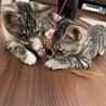 お問合せがあり一旦停止中(ルナです⭐︎ サムネイル3