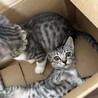 お問合せがあり一旦停止中(ルナです⭐︎ サムネイル4