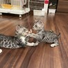 お問合せがあり一旦停止中(ルナです⭐︎ サムネイル5