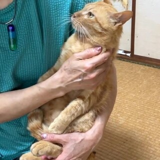 人慣れしたキナキジくん