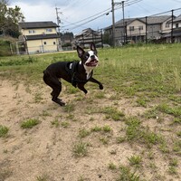 DAN