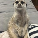 ミーアキャット(オス)