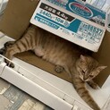 【10月17日譲渡会参加】茶トラ猫のよしのちゃん