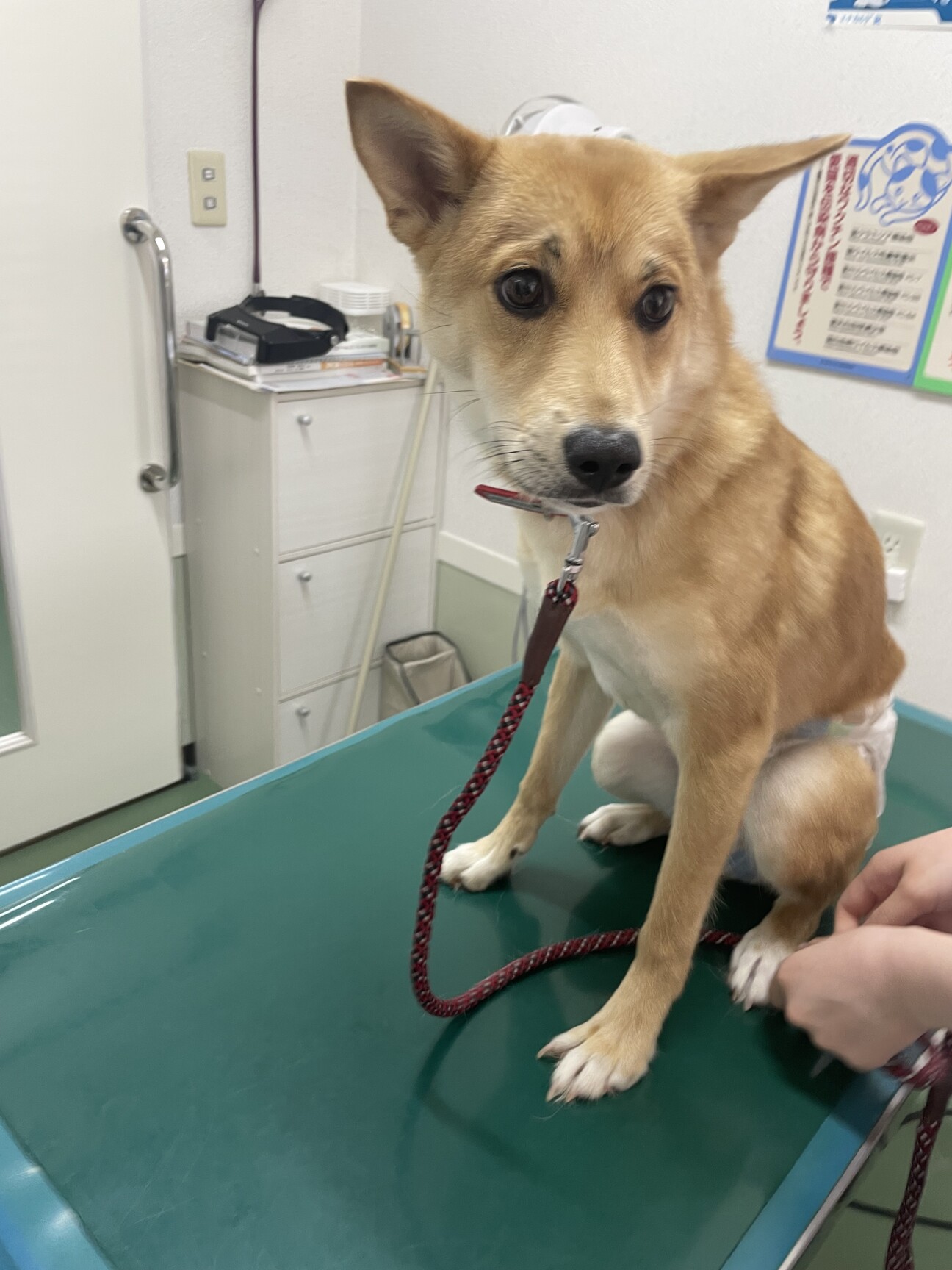 生後8ヶ月雅豆☆栃木から保護」宮城県 - 犬の里親募集(544819) 4枚目の