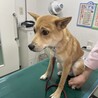 生後8ヶ月雅豆☆栃木から保護 サムネイル2