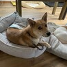 生後8ヶ月雅豆☆栃木から保護 サムネイル3