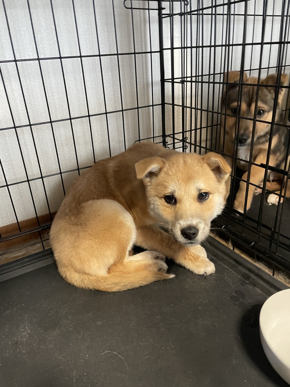 生後8ヶ月雅豆☆栃木から保護」宮城県 - 犬の里親募集(544819) 4枚目の